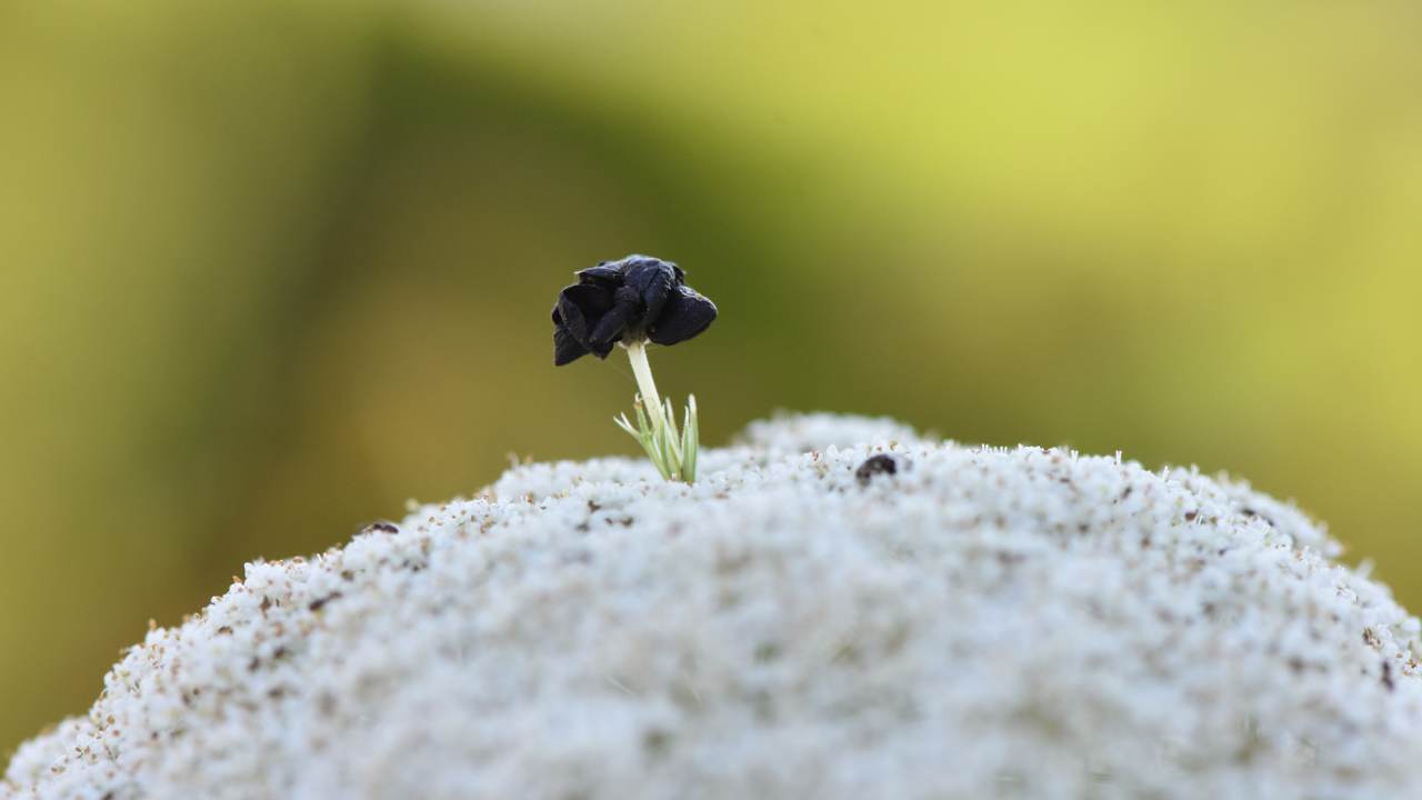 Carrot seed extract contains carotenoids, which have anti-inflammatory properties that helps soothe irritated and inflamed skin, it also includes an impressive antioxidant profile.
