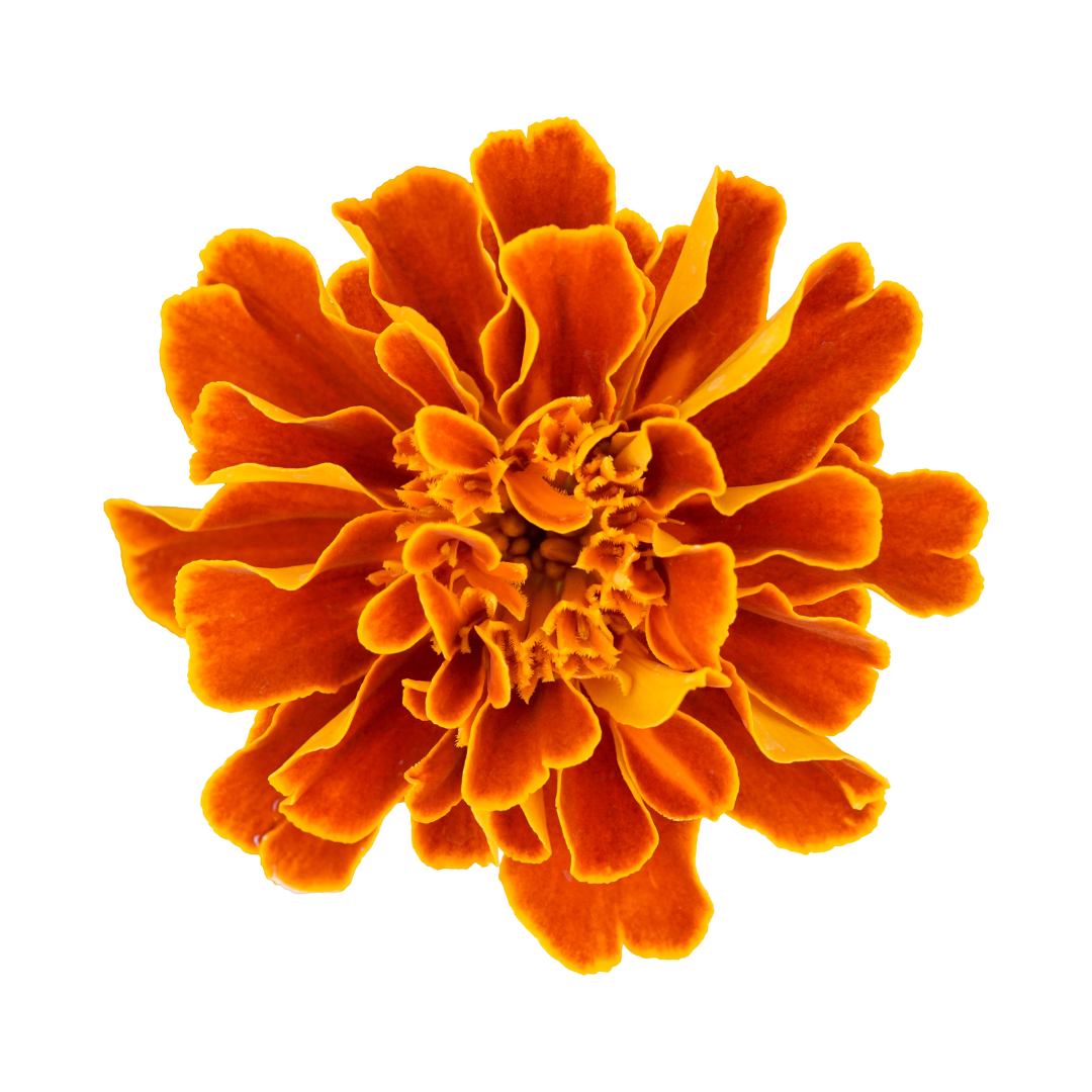 Calendula Officinalis (Marigold)