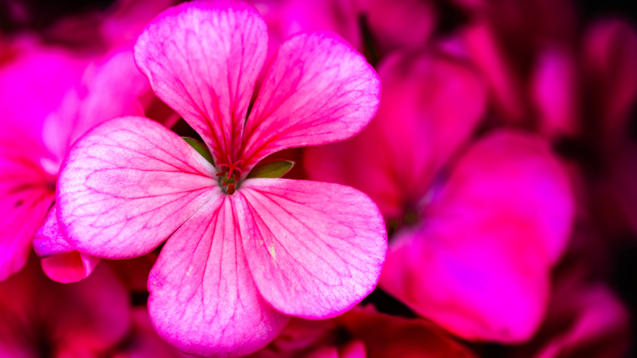 Geranium extract in Phyto Active clearing serum treats acne and is a natural antibacterial, antimicrobial, and antiseptic properties that make it beneficial for reducing breakouts and calming skin irritation when applied topically.