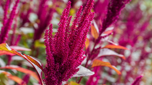 Amaranth is high in squalene omega-6 and omega-9 fatty acids provides hydration. Used in best face cleanser, Confidently Clean face cleanser by WISH Skin Health